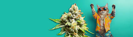 Discover the Best Cannabis Seeds Florida Has to Offer